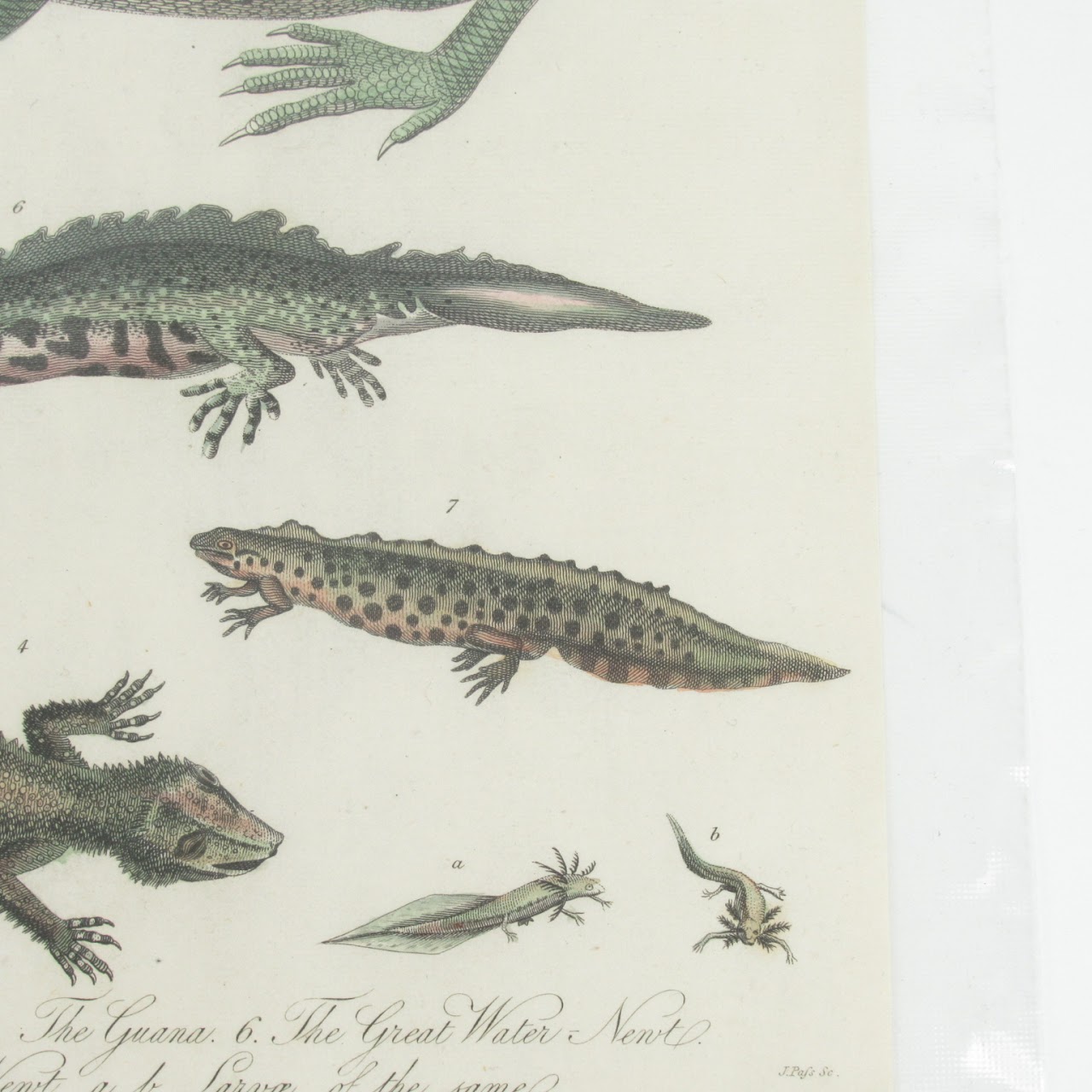 19th C. Reptile & Amphibian Engraved Bookplate Trio