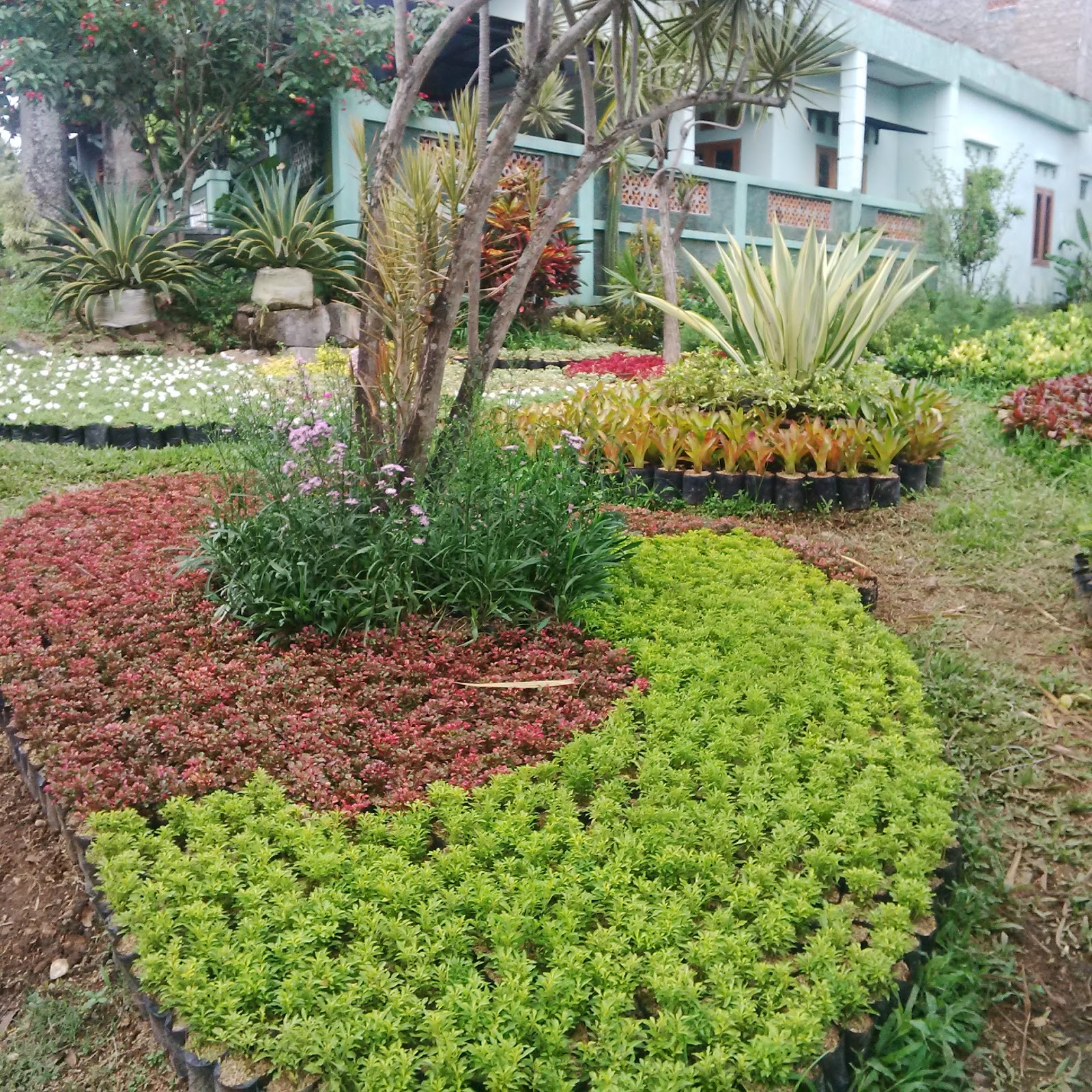  TANAMAN  HIAS  TAMAN TUKANG TAMAN HIAS  MURAH TUKANG TAMAN 