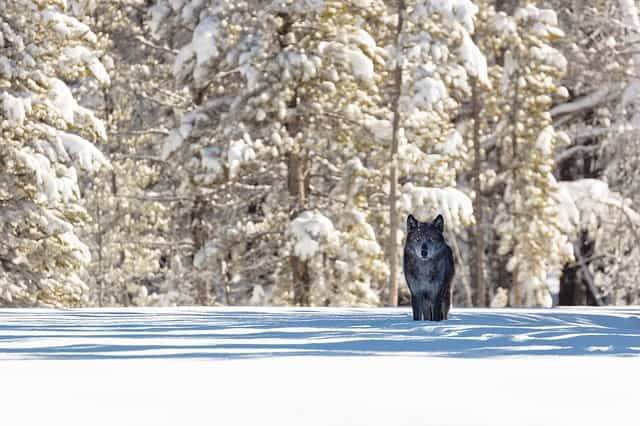 Wolf in the snow