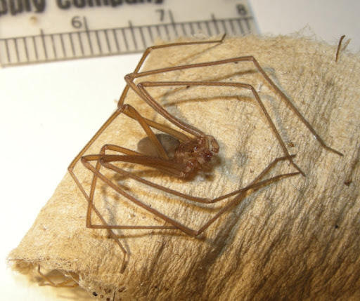 免費下載娛樂APP|Brown Recluse Spider Wallpaper app開箱文|APP開箱王