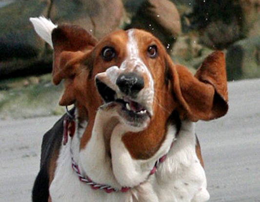 BASSETT HOUND BEACH FACE