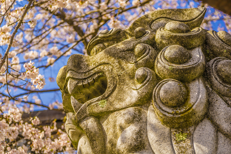 Fuji Omuro Sengen Shrine, cherry blossoms 9