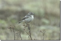 Stejneger’s Stonechat