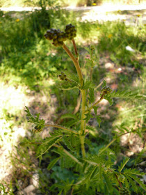 Petite pimprenelle, Sanguisorba minor, famille: Rosacées. Corse du Sud, avril 2014. Petite pimprenelle, Sanguisorba minor.JPG