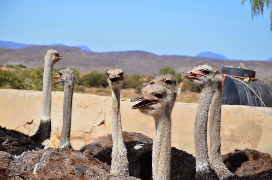 16 DIAS EN SUDAFRICA POR LOSFRATI - Blogs de Sudáfrica - DIA 12 RUTA DEL VINO ORANGE GROVE FARM (5)