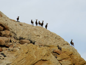 Desert bighorn sheep