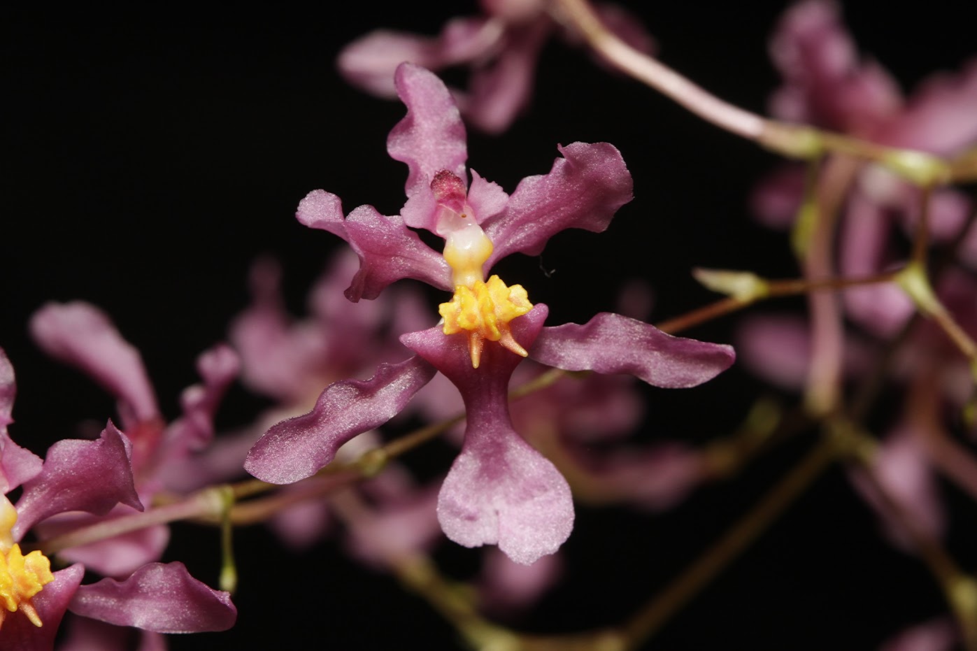 Oncidium sotoanum IMG_5681