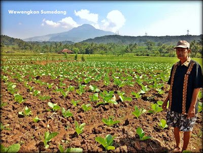 Mengenal Bako/Tembakau Parugpug, Tembakau Dengan Kualitas Nomor Satu