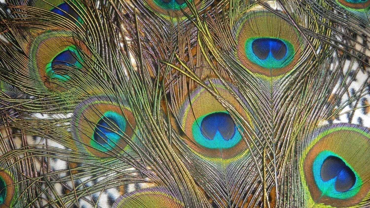 Peacock Feathers 12 Large Wedding, Hat, Headpiece, Earrings