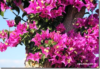 2016-bougainvillea02