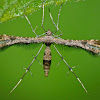 Plume Moth