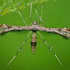 Plume Moth