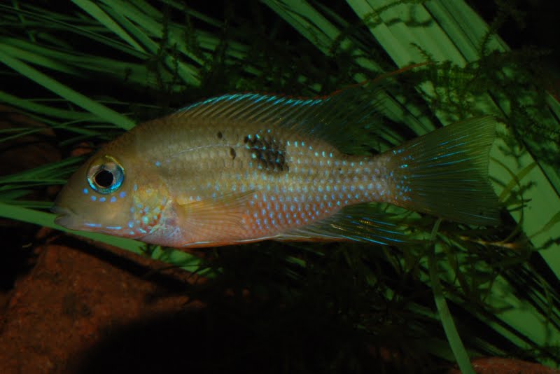 Thorichthys callolepis rio grande / rio ajal DSC_4906