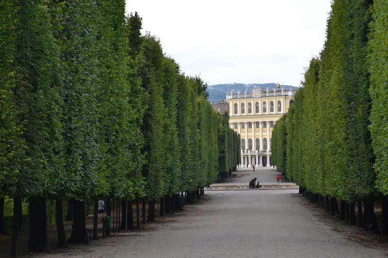 schönbrunn-palace-trimmed-trees-6