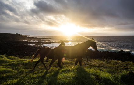 Two brown horses small promo image