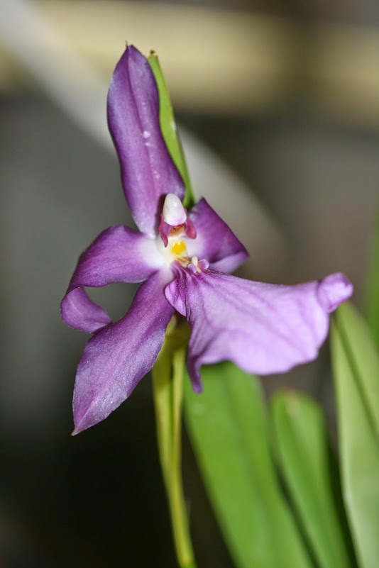 Miltonia moreliana (spectabilis var. moreliana) IMG_2103