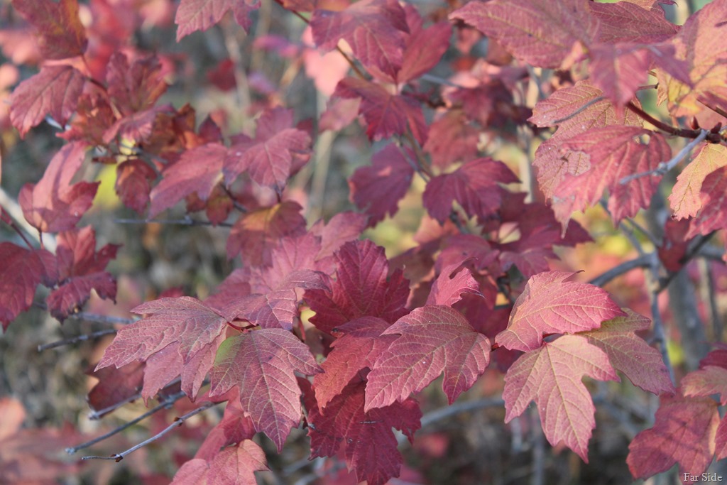 [Viburnum%2520or%2520Snowball%2520Bush%255B8%255D.jpg]