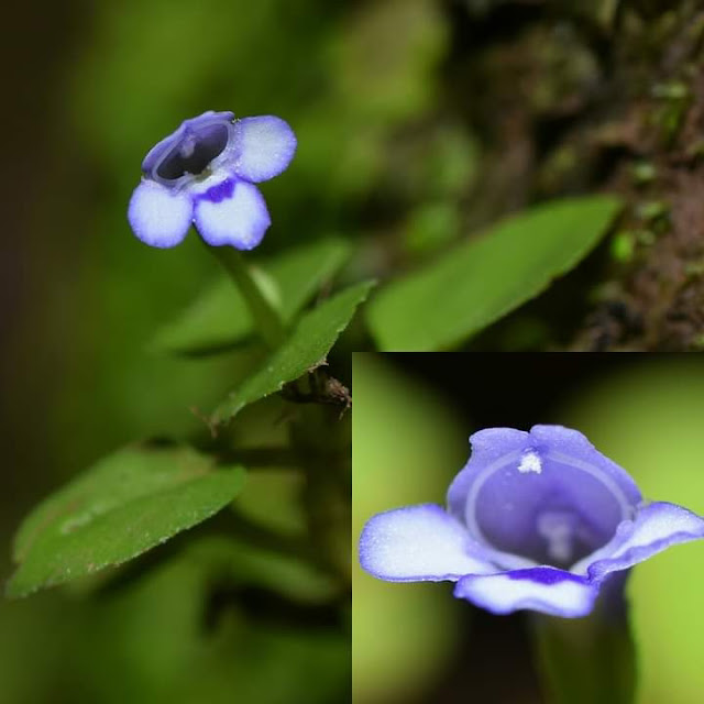 Torenia sp Location Ratnagiri, Maharashtra India