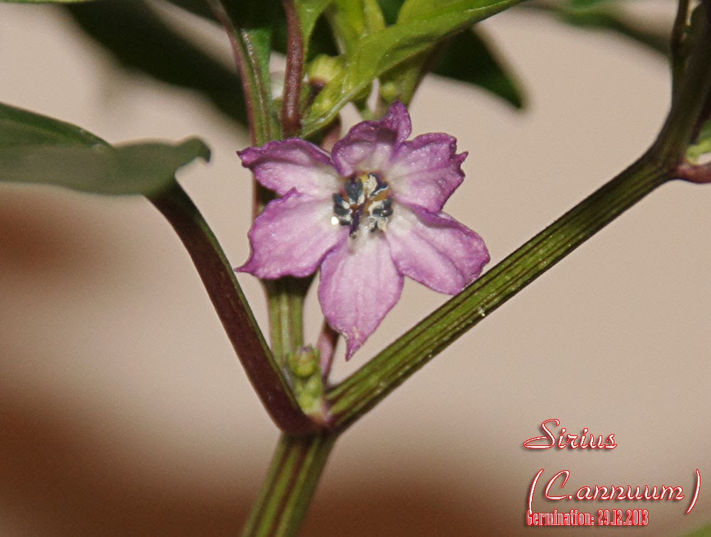 Sirius_46days_flowers_1.jpg