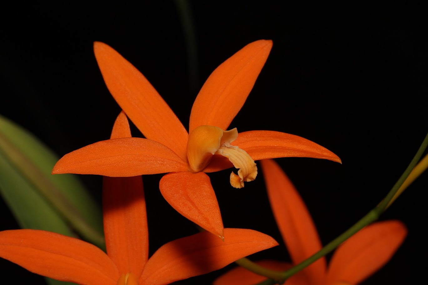 Cattleya neokautskyi (syn. Laelia kautskyi) IMG_2336+%2528copie%2529