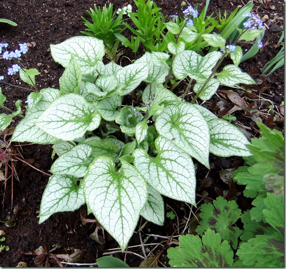 Brunnera `Jack Frost`