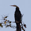 Oriental Darter