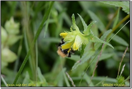 Draycote Meadows - June