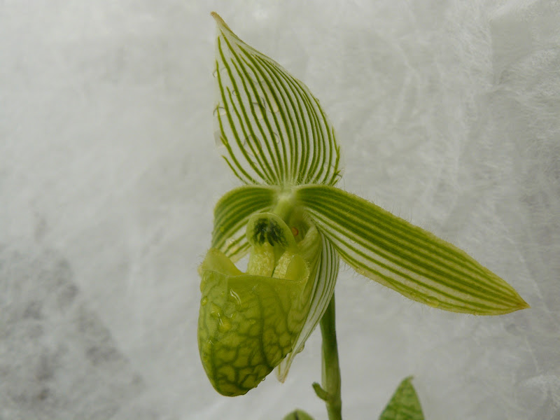 Paphiopedilum wardii f. aureum 'N.Nakamura' CBR/JOGA P1050490