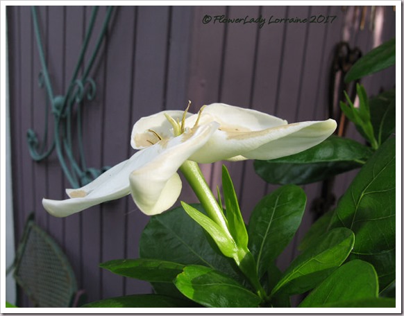 06-03-tahitian-gardenia