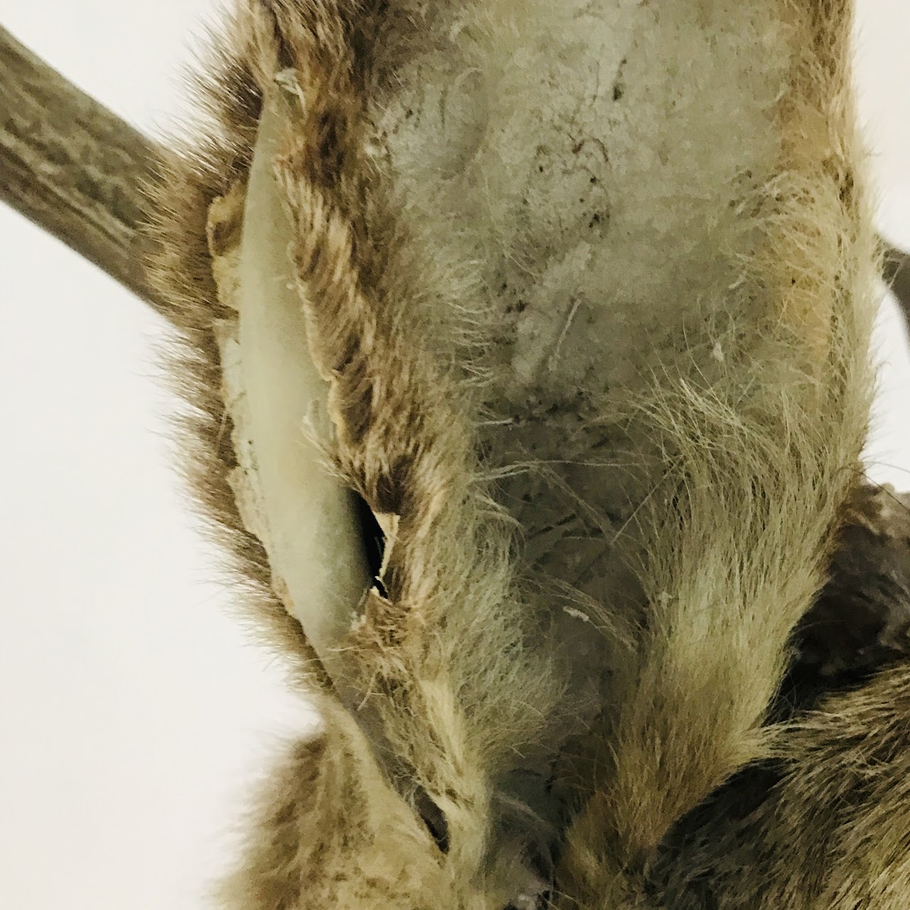 Vintage Deer Taxidermy Specimen