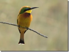 Little Bee-eater