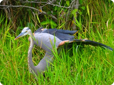 Everglades