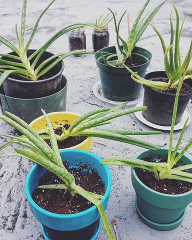 aloe