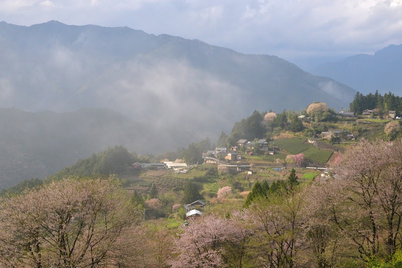 高知 仁淀川 ひょうたん桜 - [Kochi] Gourd‐shaped cherry blossoms