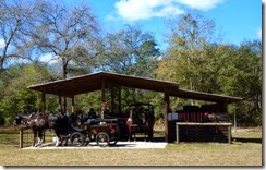 Three horse and buggy teams ready to go