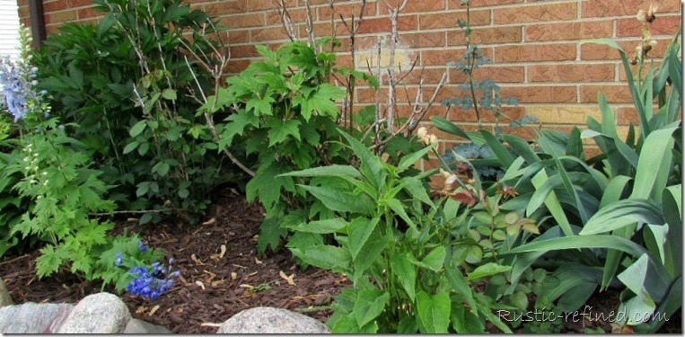 Perennial Garden Blooms in my Backyard