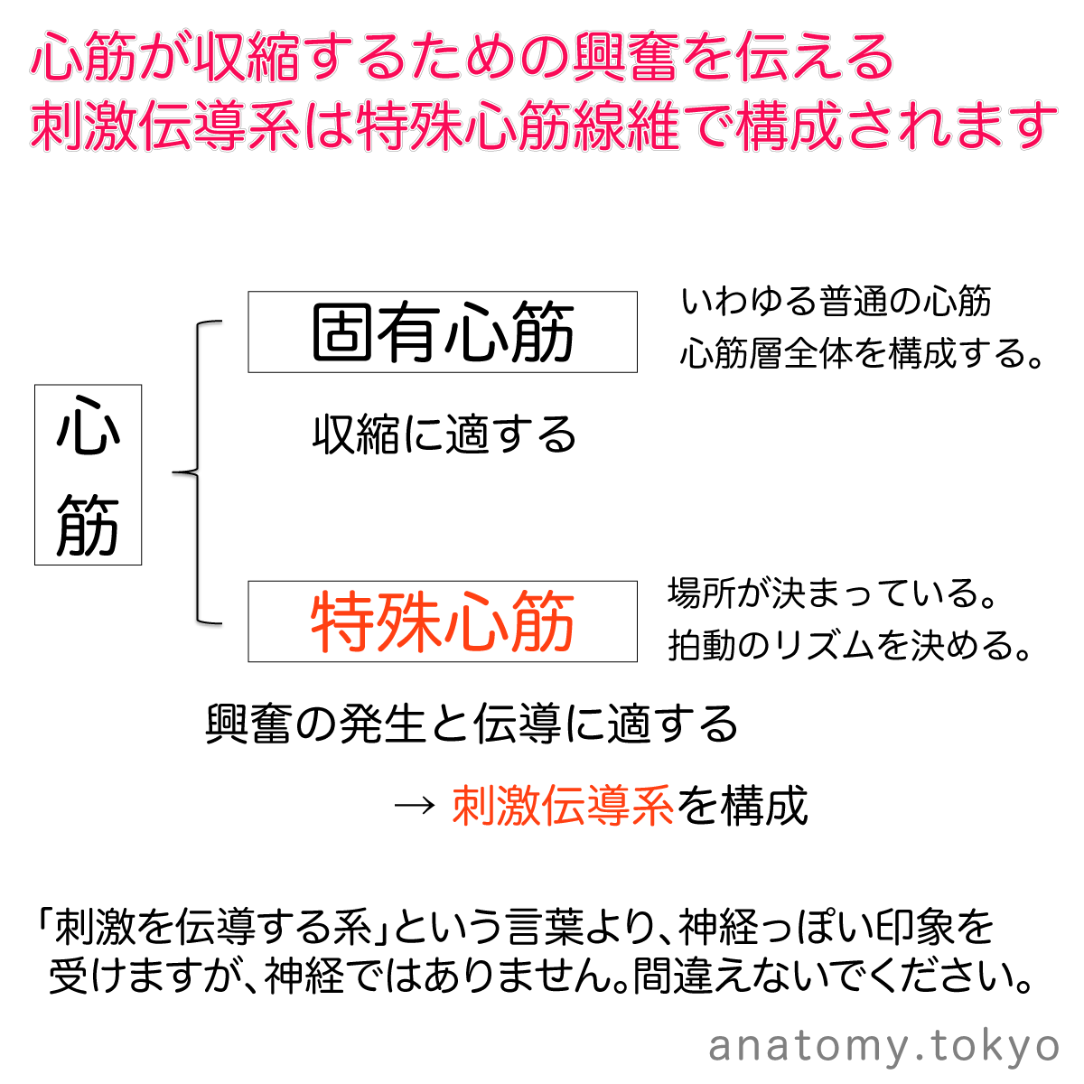 解剖学 国試演習 2 2 循環器系 心臓 徹底的解剖学