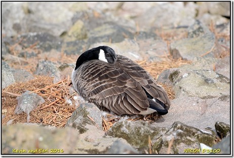 Draycote Waters - April