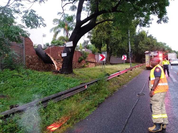 A mature Jacaranda Tree took out a residential boundary wall during heavy rains on Friday afternoon.