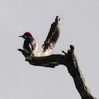 Acorn woodpecker