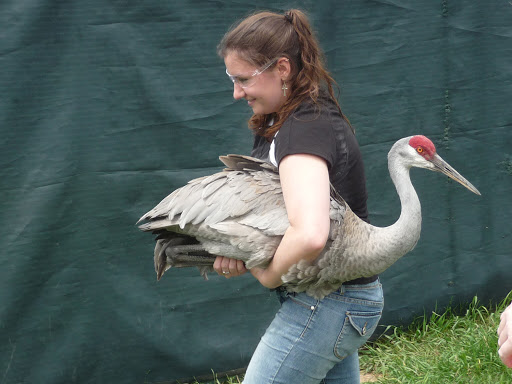 Taking care of cranes at the International Crane Foundation