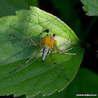 Lynx Spiders