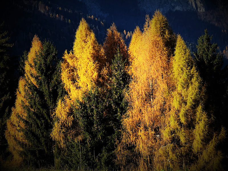 Larici in autunno di lenuccia4