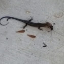 Five-lined skink