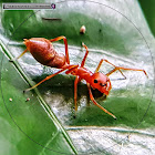 Red Weaver-ant mimicking jumper, female