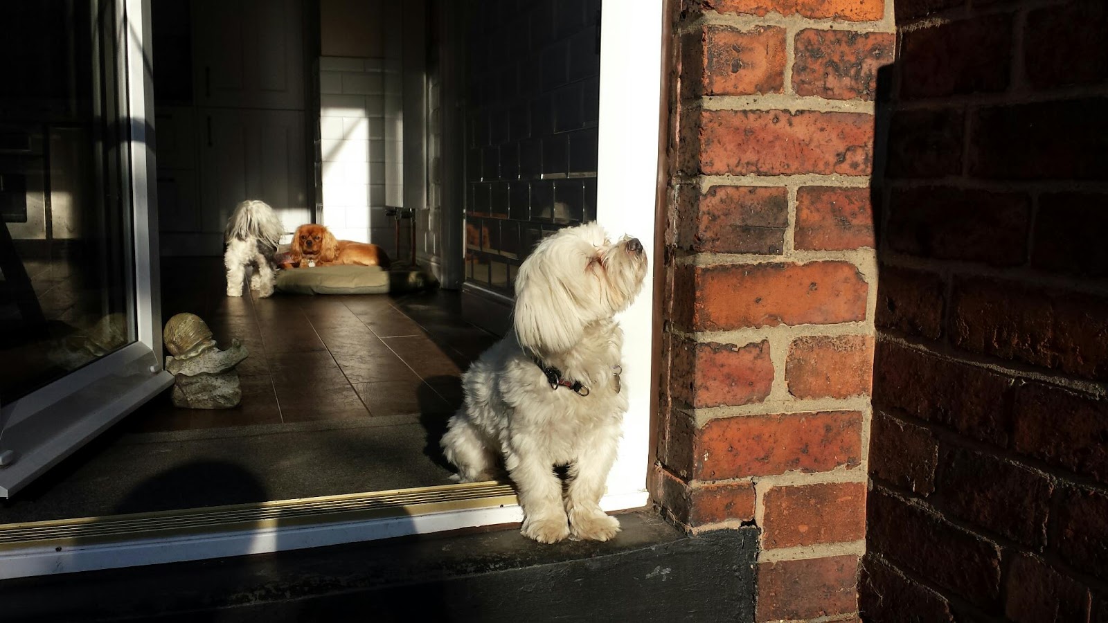 Dog Home Boarding Barnsley Dog Home Boarding Barnsley