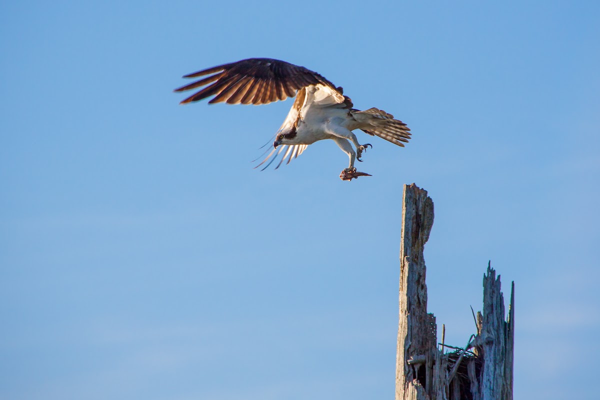 2016_07_06-Jetty-island-paddle-9878.jpg