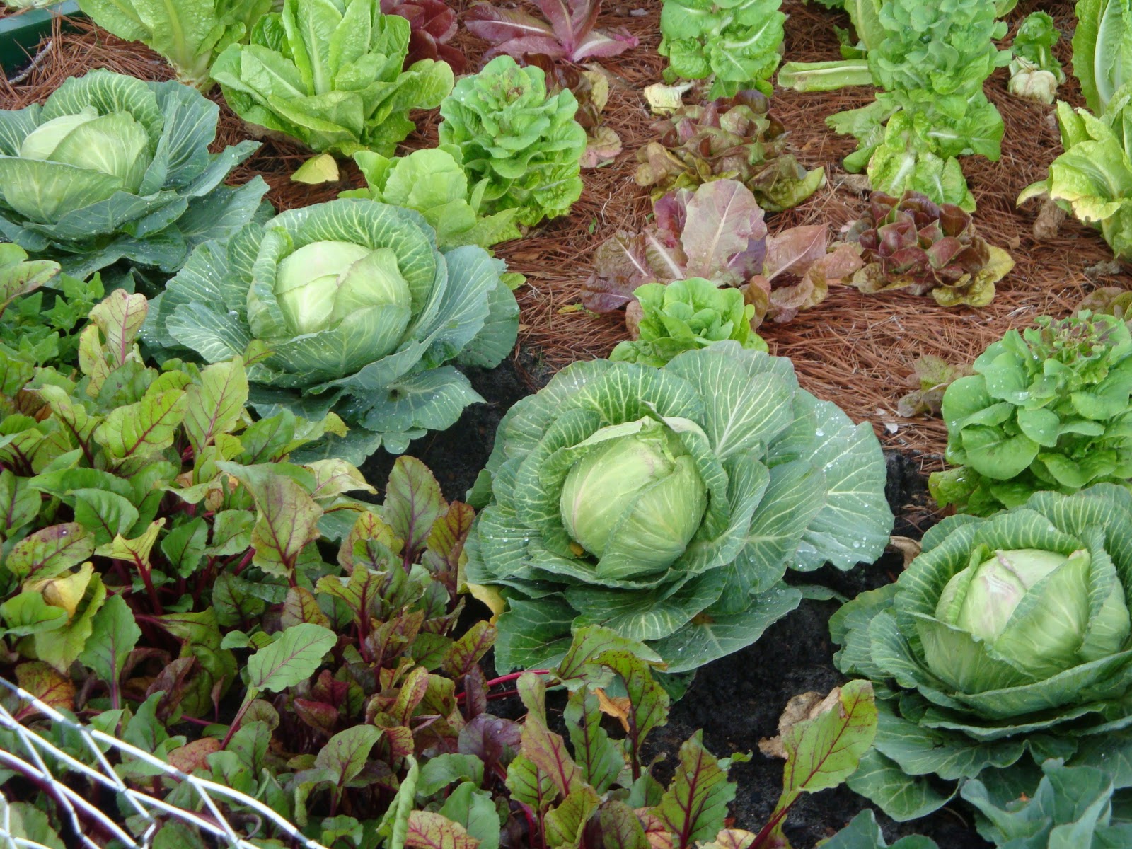 The Garden for Eatin'--for Practical Vegetable Gardening: Vegetable