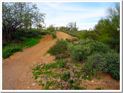 Blevins Trail in Usery