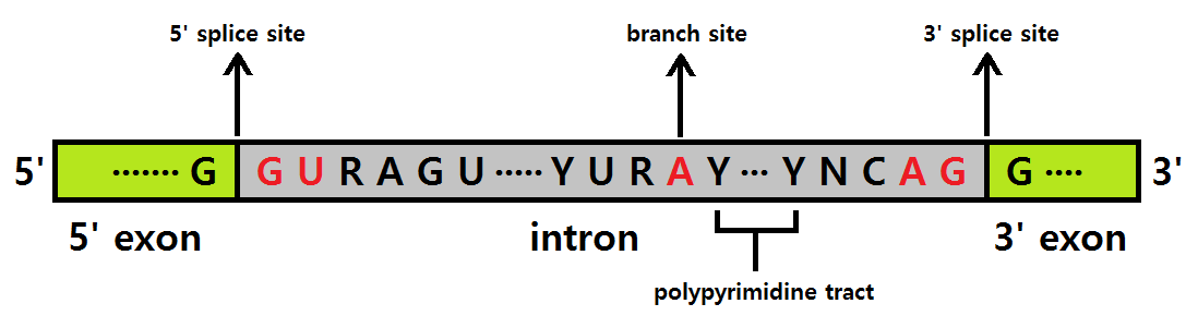 파일:intron-exon_boundary.png